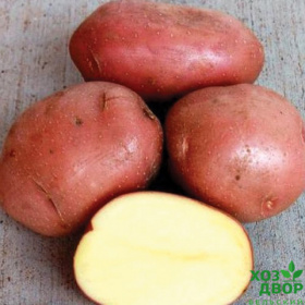 Картофель семенной Беллароза 5кг ранний сорт 65-75 дней кожура красная (цена за 5кг)