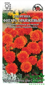 Георгин Фигаро оранжевый (Сотка Алтая) Ц