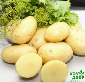 Картофель семенной Импала (Элита) ранний (цена за 1кг) / +/- 25кг в мешке