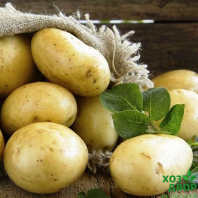 Картофель семенной Гала (Элита) среднеранний (цена за 1кг) / +/- 35кг в мешке